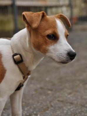 höllwerk Wachhund Mirabelle